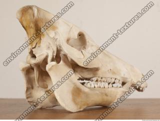 photo reference of skull 0024
